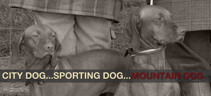 Our premium, natural pet treats and dog gear are perfect for hunting dogs, sporting dogs, shed dogs, everyday dogs, and city dogs!