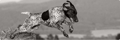 Dogs go nuts over our premium pet treats. Made in America pet treats will have your puppy wagging its tail for more.