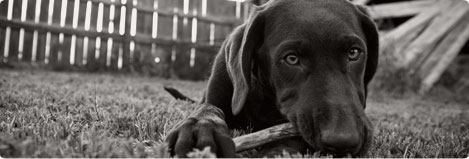 Mountain Dog Chews antlers for dogs will make your dog happy and help clean canine teeth and gums for good dog dental care.